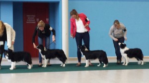 females of puppy class